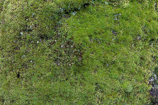 star mos and other moss on a rock