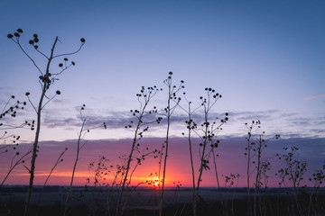 sunset in field
