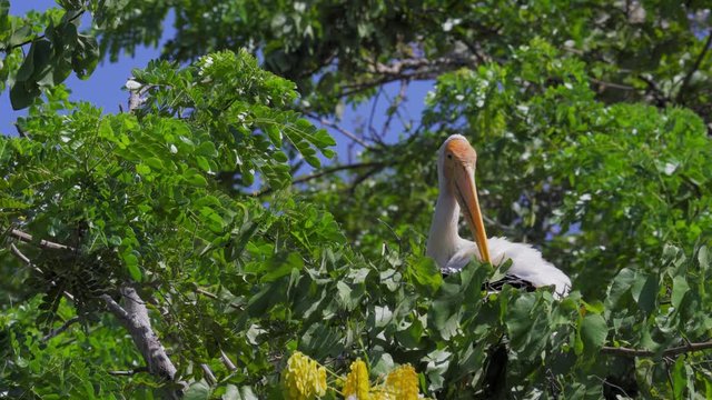 Painted stork (Mycteria leucocephala) preening on treetop. Watch birds behavior of the natural habitat.