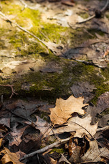 Fallen leaves in autumn