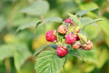 Raspberry. Berries red ripe raspberries are hanging on a Bush in the garden. Horizontal photography