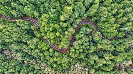 Aerial Curvy Road in the redwoods