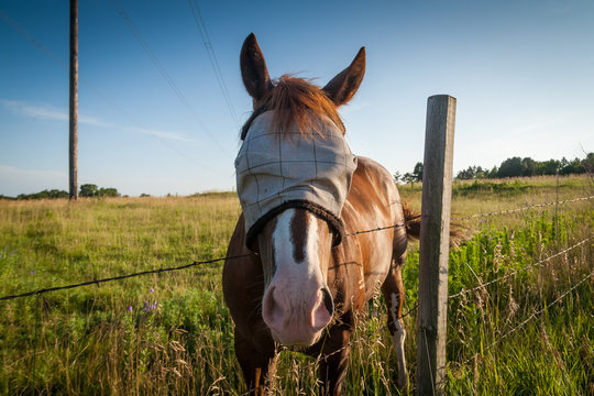 Horse In The Field Wearing Eye Cover