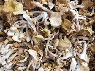 Dried boletus mushrooms for sale on the market