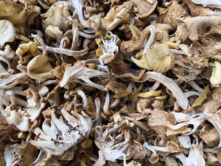 Dried boletus mushrooms for sale on the market