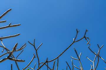 Tree branch with out leaf on blue sky background