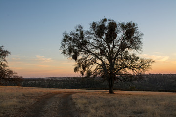 Oak tree sunset dirt road meadow pasture .