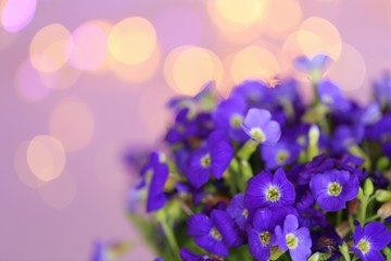 Floral  background. Violet flowers close-up on a light lilac background with golden bokeh.copy space.Floral greeting card