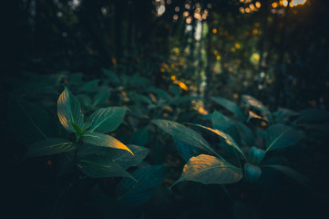 Fototapeta na wymiar Green leaves in the forest at sunset, Nature concept