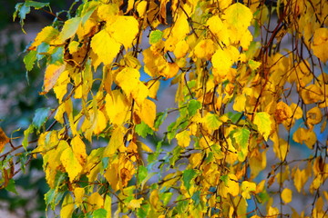 yellow leaves