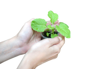  Sapling with a woman's hand, carried on a white background, Earth Day, helping to plant forests