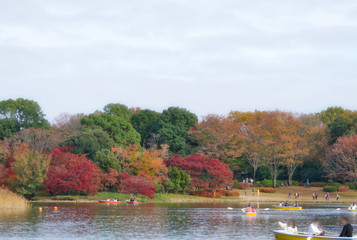 Fototapeta na wymiar 水鳥の池と紅葉(1)