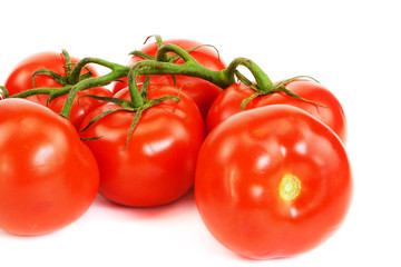 Red tomatoes on a green twig on an isolated background