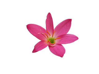Fototapeta na wymiar Zephyranthes flower isolated on white background. Zephyranthes lily or Pink flower for flower frame or other decoration.
