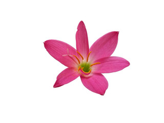 Zephyranthes flower isolated on white background. Zephyranthes lily or Pink flower for flower frame or other decoration.