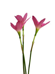 Zephyranthes flower isolated on white background. Zephyranthes lily or Pink flower for flower frame or other decoration.