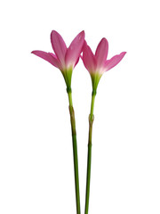 Naklejka premium Zephyranthes flower isolated on white background. Zephyranthes lily or Pink flower for flower frame or other decoration.