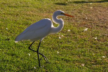 garza blanca 