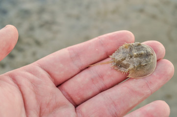  Baby Horseshoe Crab On Hand