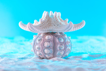 Starfish On Top Of Sea Urchin