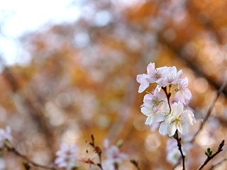 四季桜の花