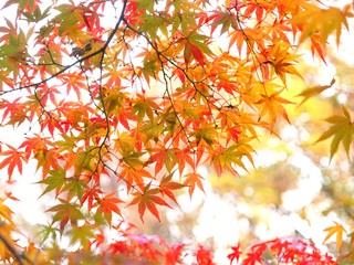 モミジの紅葉