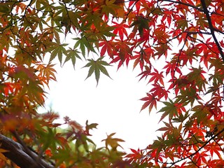 モミジの紅葉