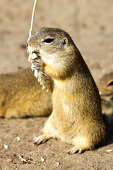 ground squirrel, Radouc locality, town Mlada Boleslav, Czech republic - wild animals with grain in the steppe