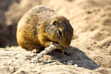 ground squirrel, Radouc locality, town Mlada Boleslav, Czech republic - wild animals with grain in the steppe