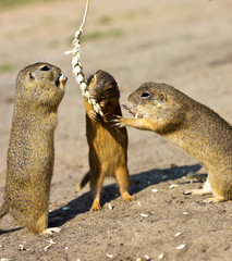 ground squirrel, Radouc locality, town Mlada Boleslav, Czech republic - wild animals with grain in the steppe