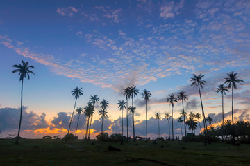 Obraz premium A group of coconut trees near the sea in the morning with sunshine and beautiful sky.