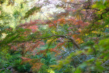 等々力渓谷の紅葉(1)