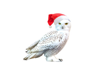 strict white christmas owl in santa hat, isolate