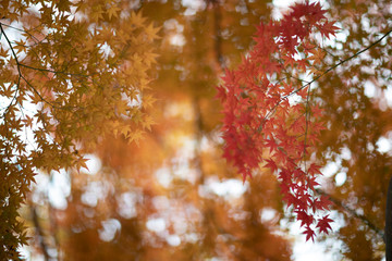 autumn leaves background