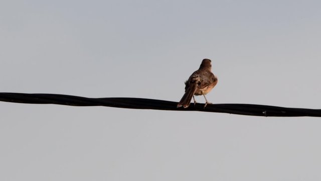 Chalk-browed Mockingbird (Mimus saturninus) perched on a cable.