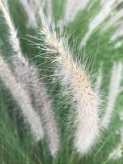 close-up shot of white grass flower or unwanted flora and green weeds