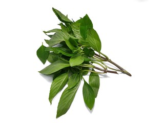 Top view of leaves sweet Basil or Thai Basil isolated on white background. (horapa,Ocimum basilicum Linn.,Lamiaceae)