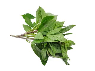 Top view of leaves sweet Basil or Thai Basil isolated on white background. (horapa,Ocimum basilicum Linn.,Lamiaceae)