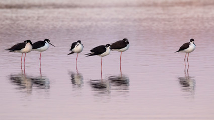 Group of black-necked stilt (Himantopus mexicanus)  at wetland of East End of Galveston, Texas, USA.
