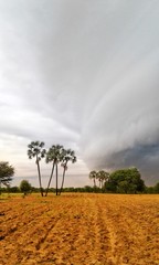 Portrait of a ring of stormy cloud approaching palm, marula and other trees, on a mahangu plantation field in Oshikuyu village, Oshana region, Namibia.