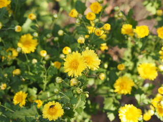 Chrysanthemum yellow flower in nature blurred of background Scientific name Chrysanthemum morifolium Ramat