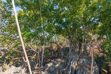 beautiful blue sky high peak mountains mist fog wildlife green forest at Phu Khao Hin Pakarang,  Khao Koh, Phetchabun, Thailand. guiding idea long weekend for backpacker camping hiking  