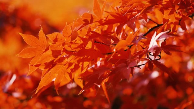日本の秋　紅葉風景