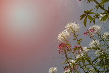 Spider flower or Cleome hassleriana or Spider plant or Grandfathers Whiskers annual growing flowering plants.