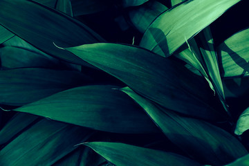 Dark green leaves are arranged in order. For making natural wallpapers and backgrounds