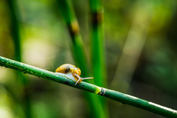 A snail in rainy forest morning. Selective focus. Shallow depth of field.