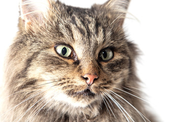 Portrait of a cat isolated on a white background