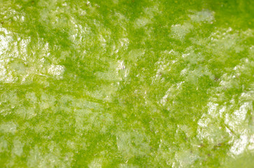 Detail of feijoa as a background