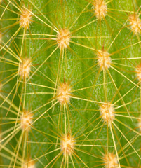 Detail of a cactus as a background