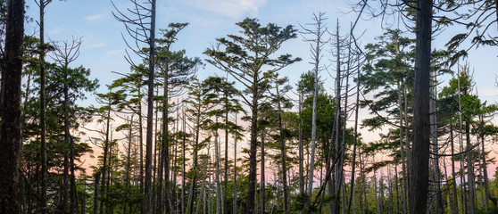 Scenic forest with a beautiful view on the Ocean Coast during a vibrant colorful sunrise. Wild Pacifc Trail, Ucluelet, Vancouver Island, BC, Canada.